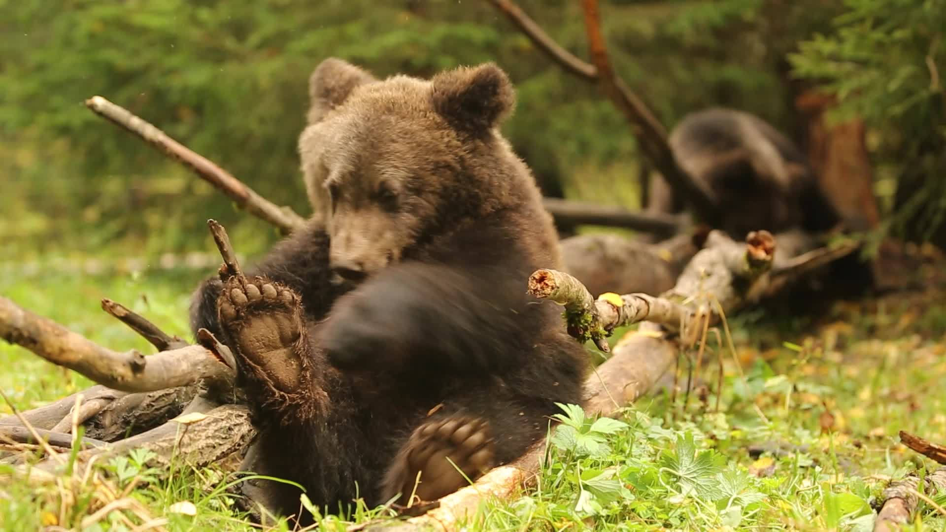 Медвежата сироты. Как спастись от медведя.