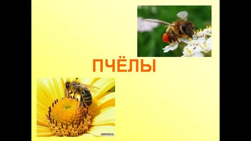 Проект про пчел 8 класс Пчелы. Все о пчелах. Алиса Орлова Дзен