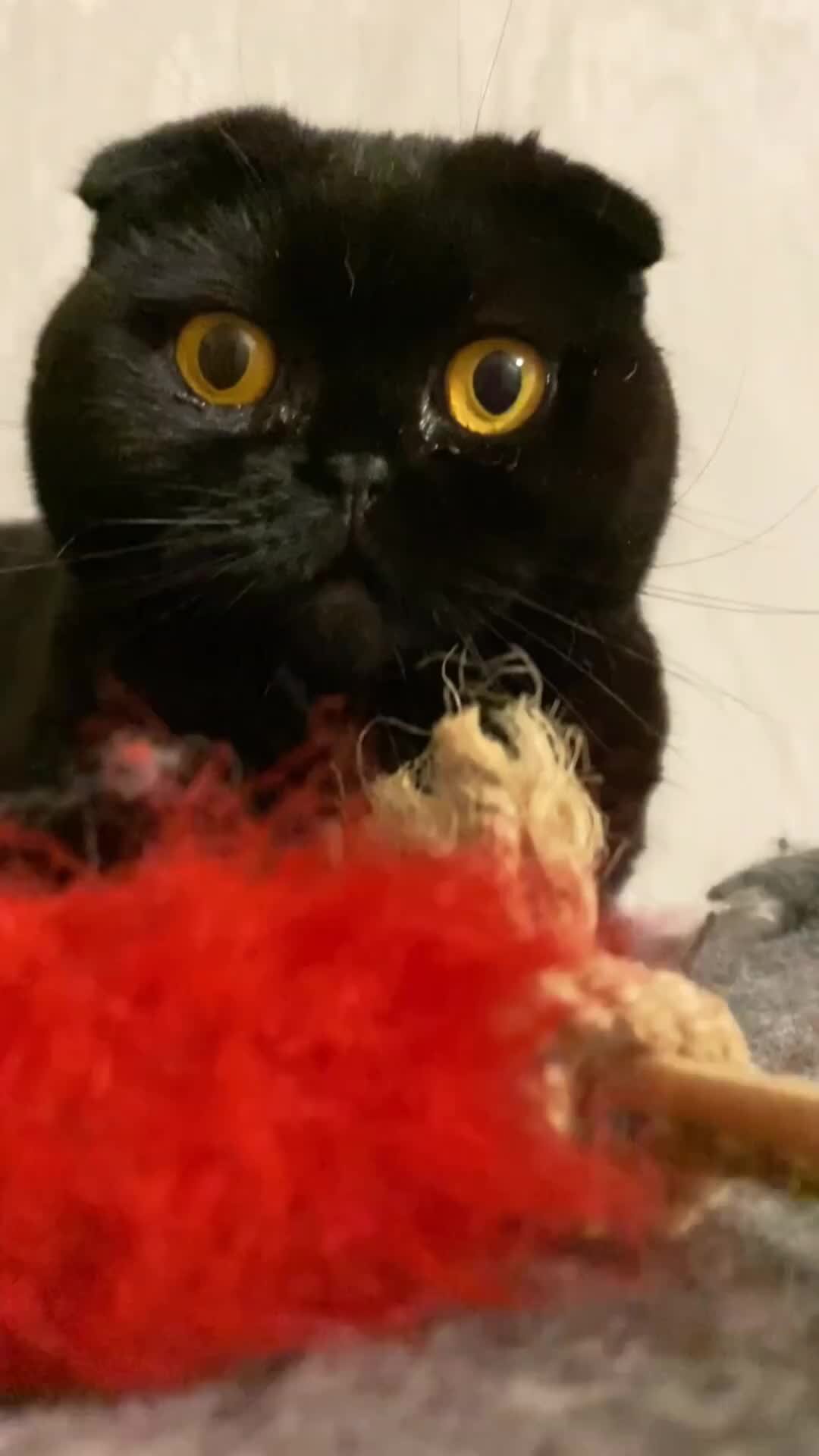 Кошка лелика