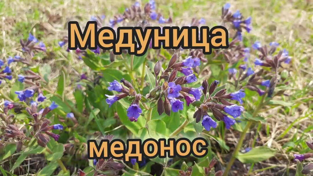 Медуница медонос