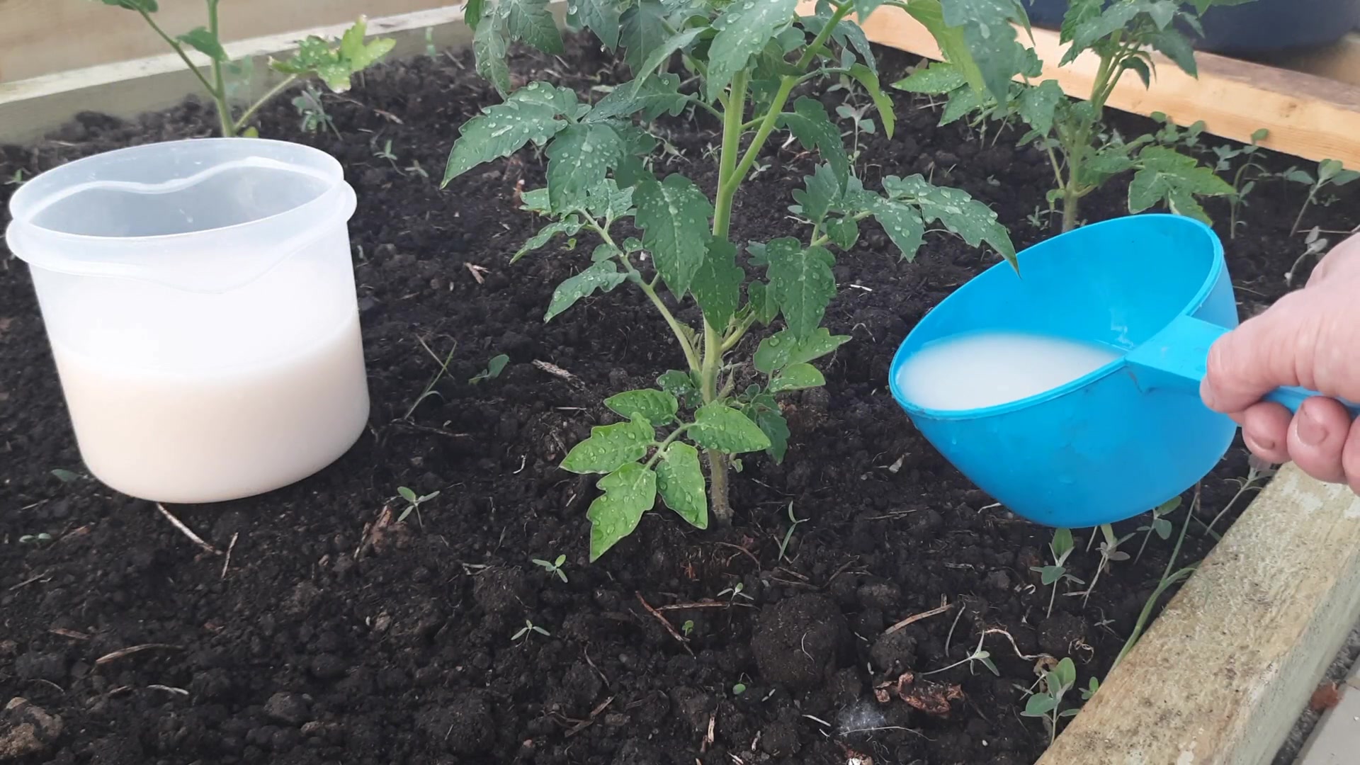 Удобрения земля белое. Через сколько дней поливать помидоры после пересадки. Подкормка томатов после высадки в грунт