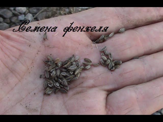 Семена видео