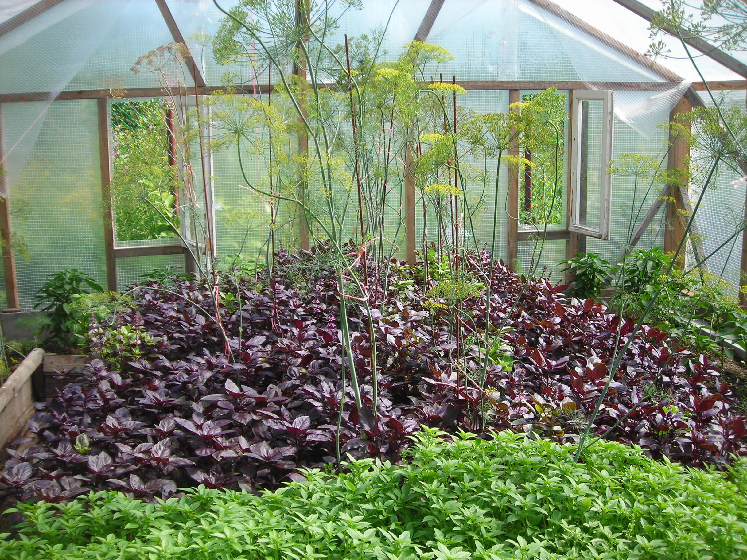 Теплицы с укропом. Базилик в саду. Базилик в саду. Парник для редиски. Теплица для зелени.