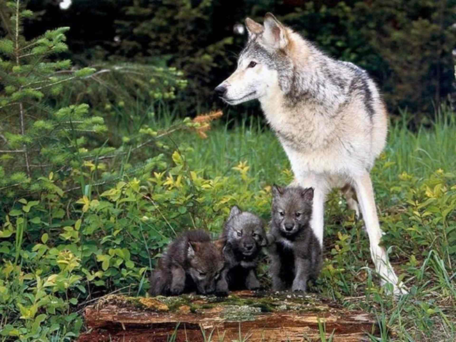 Родина дружелюбного волка. Волк волчица Волчонок семья. Волк с волчатами. Волчица с волчатами. Волк летом.