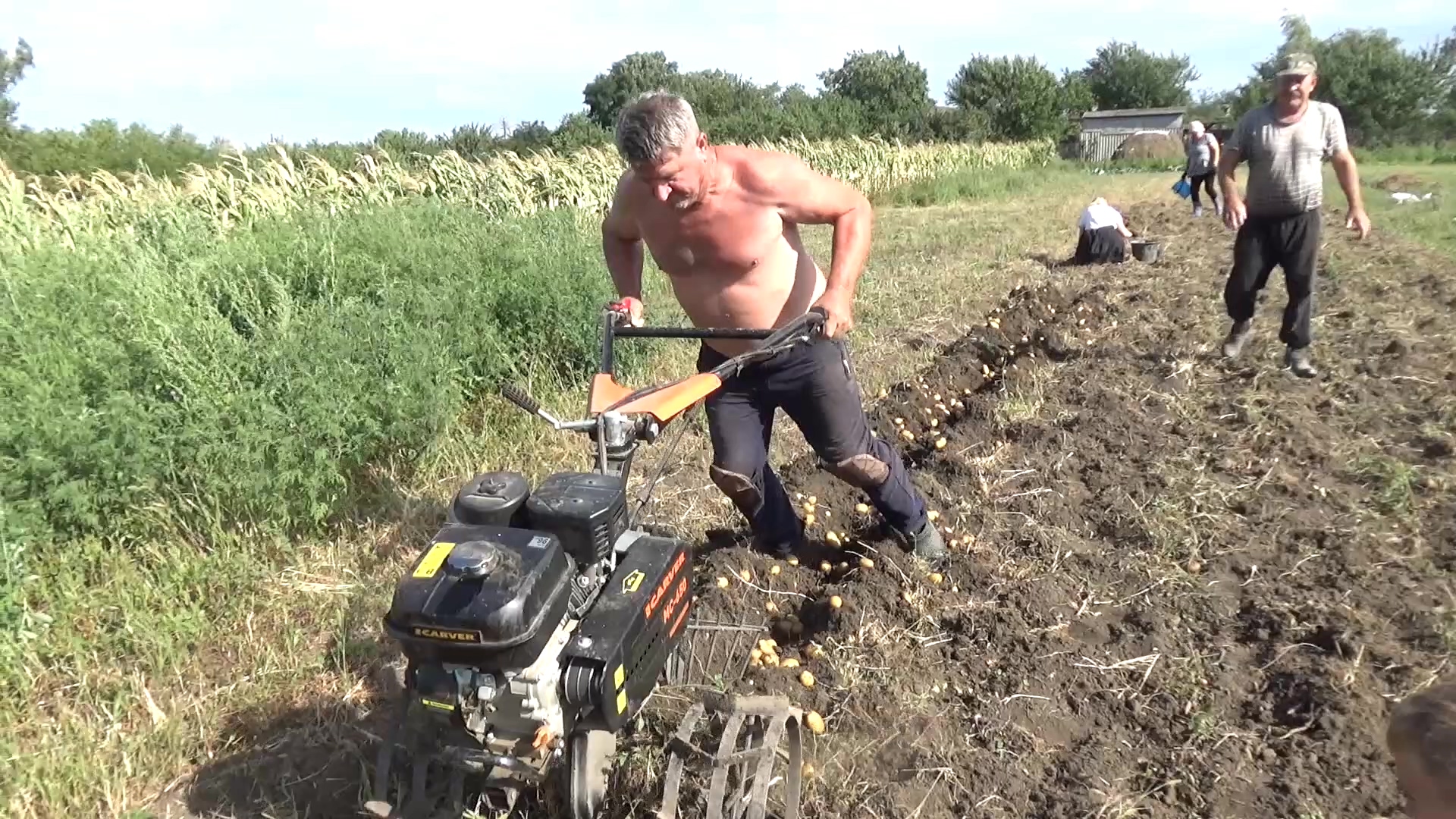 Копка картофеля мотоблоком. Вилы копать картошку. Когда копать картошку. Лунный календарь для картошки. Падалица картофеля.