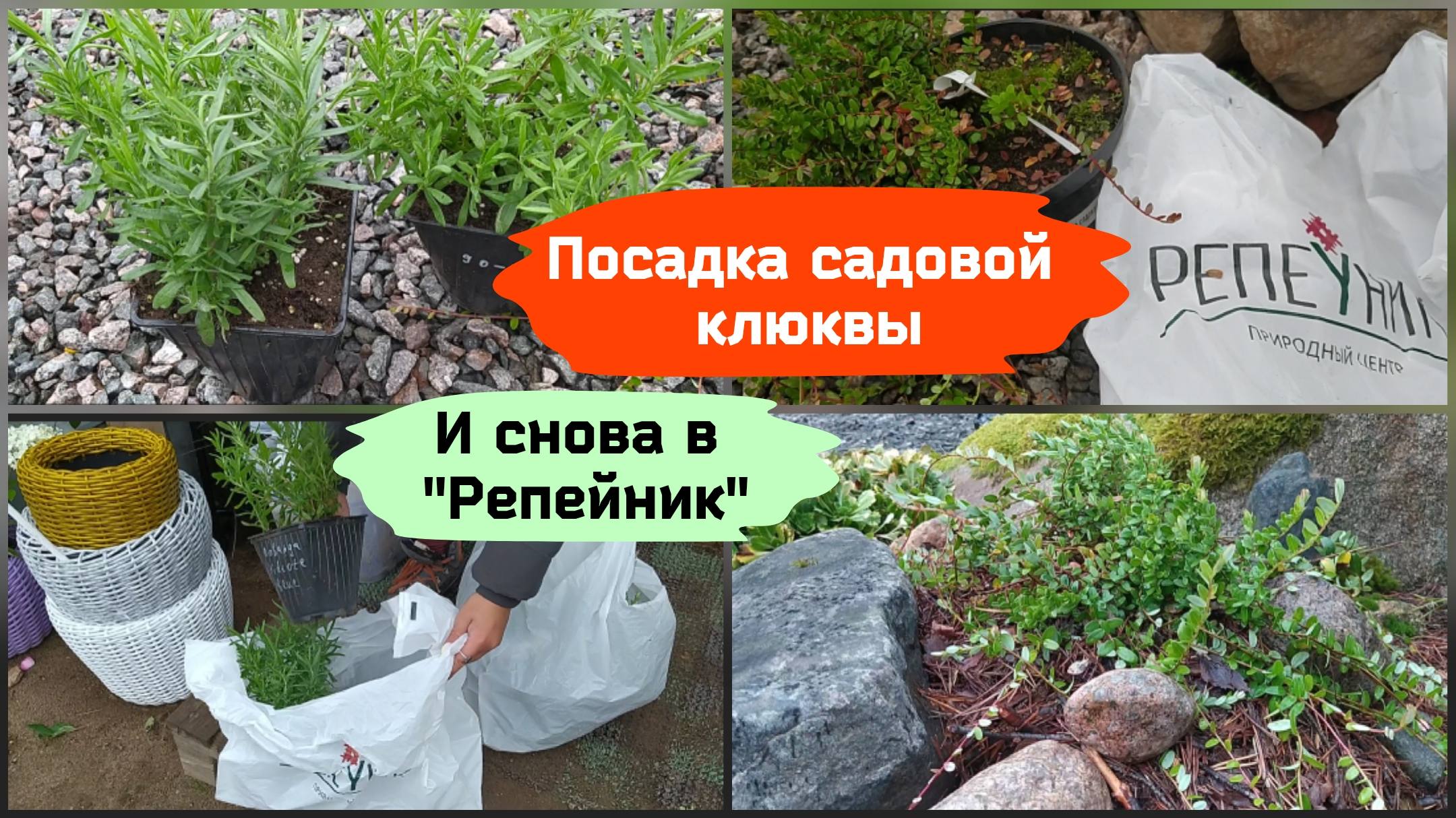 Схема посадки клюквы