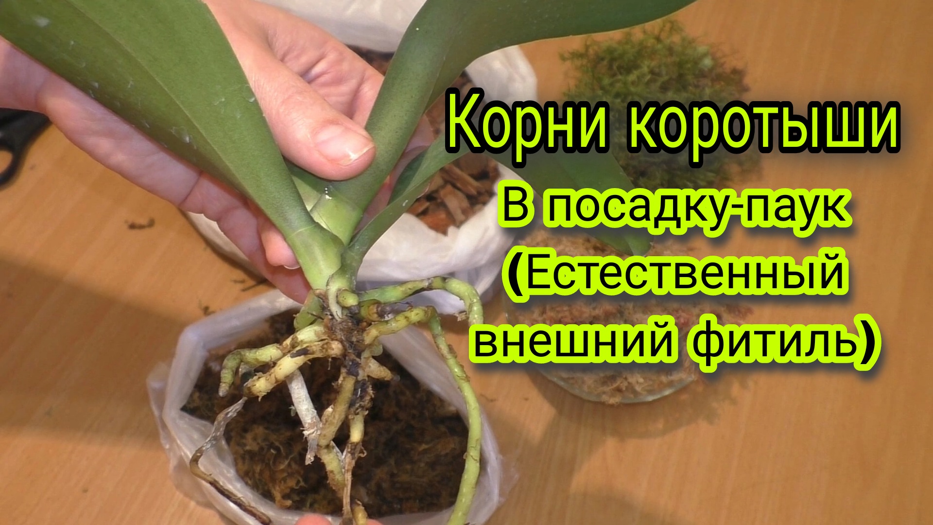 Как садить корни орхидеи