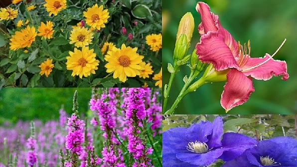 Цветы цветущие все лето фото и название неприхотливые