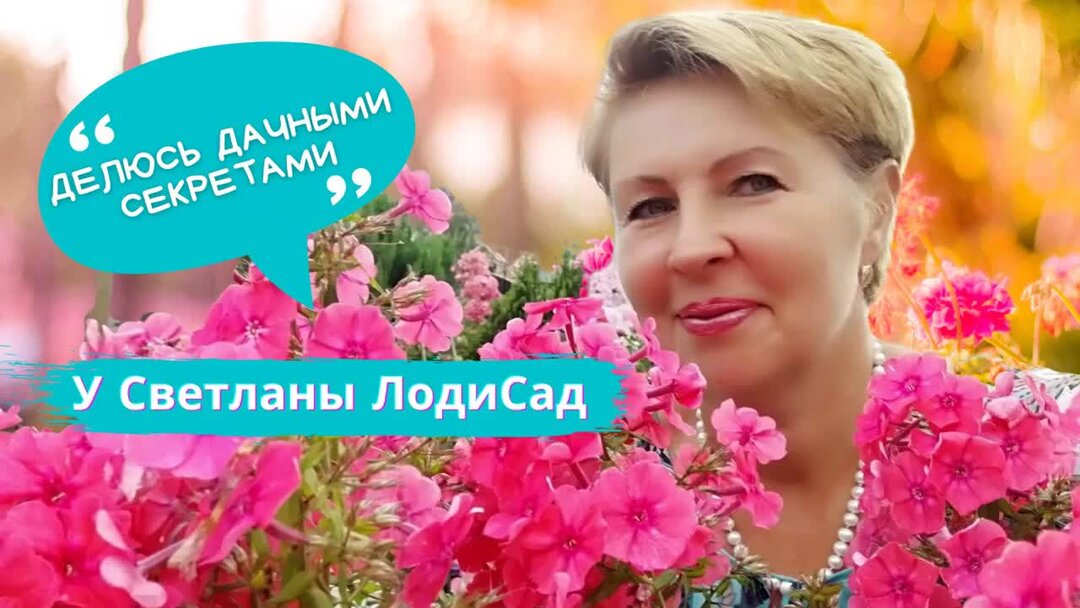 Светлана Лодисад петунии