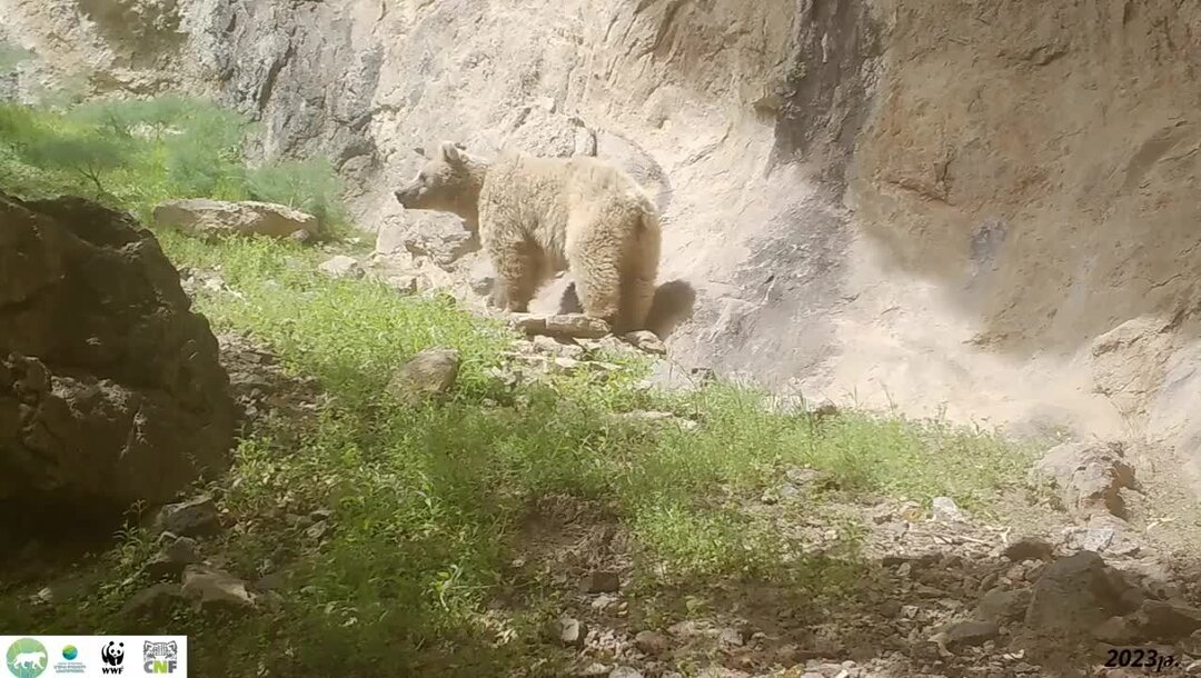 Армянский медведь фото