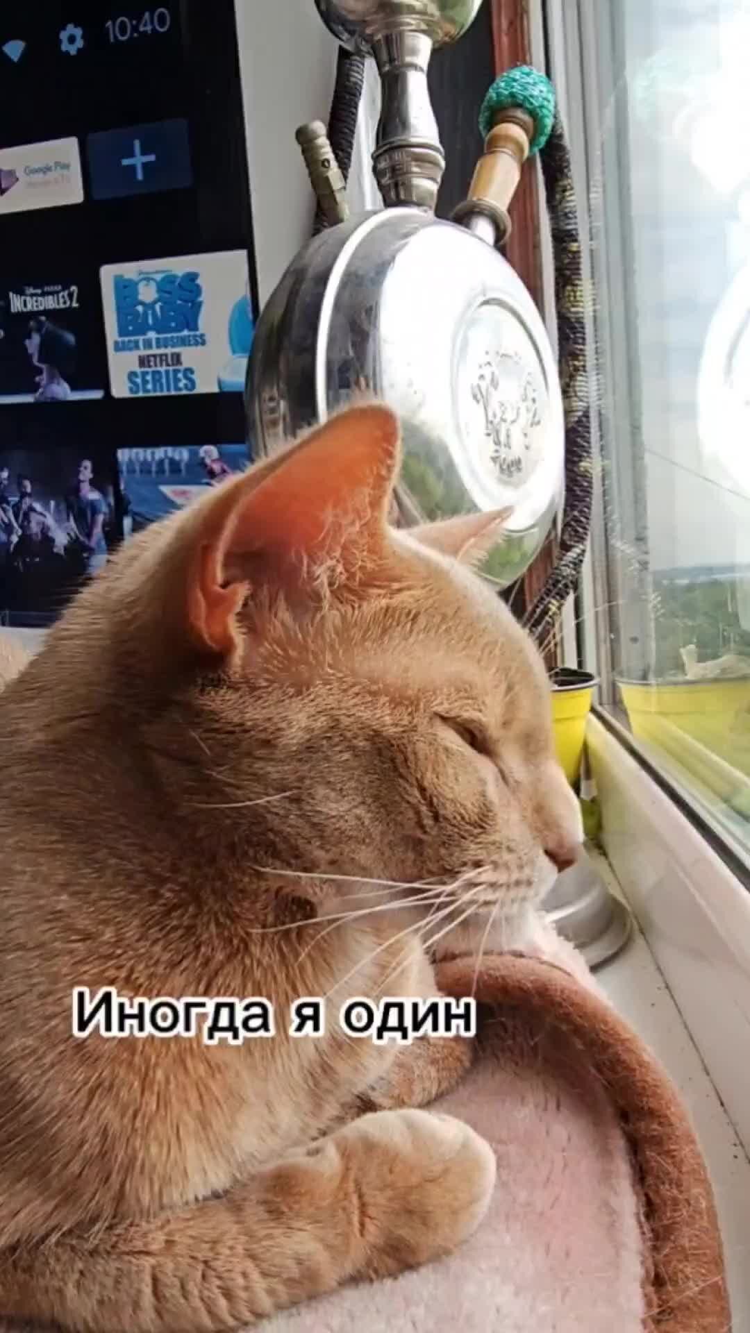 Туть кот