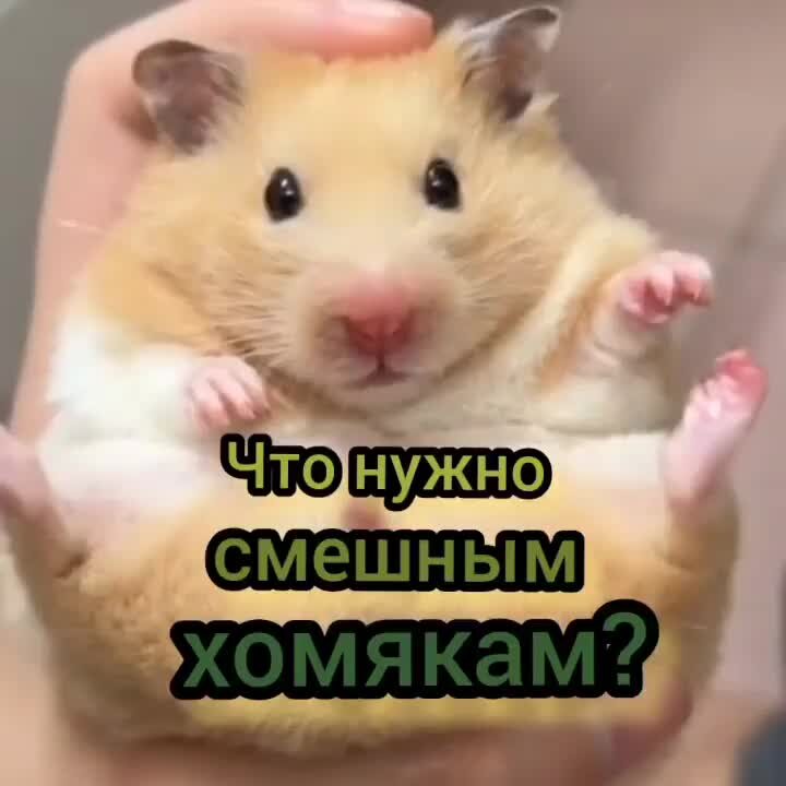 Новое комбо в хомяке 16 августа