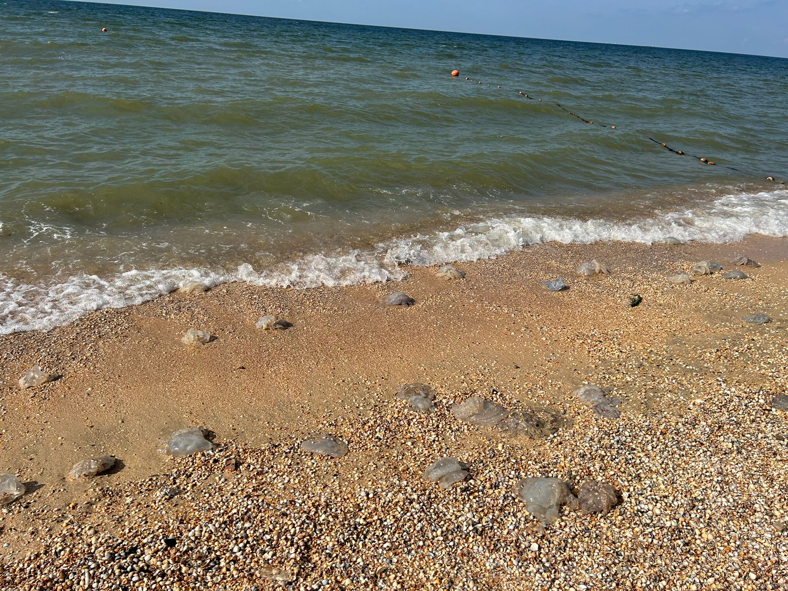 морской червь азовское море