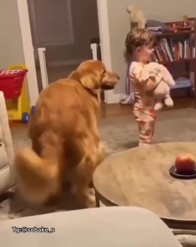 Собака негр. Собака танцевака гиф. Собака зажигает. Бульдог музыкант. Вельш корги пемброк.