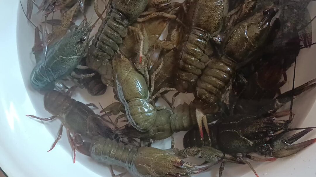 Раки во сне для женщины. Раки во сне для женщины