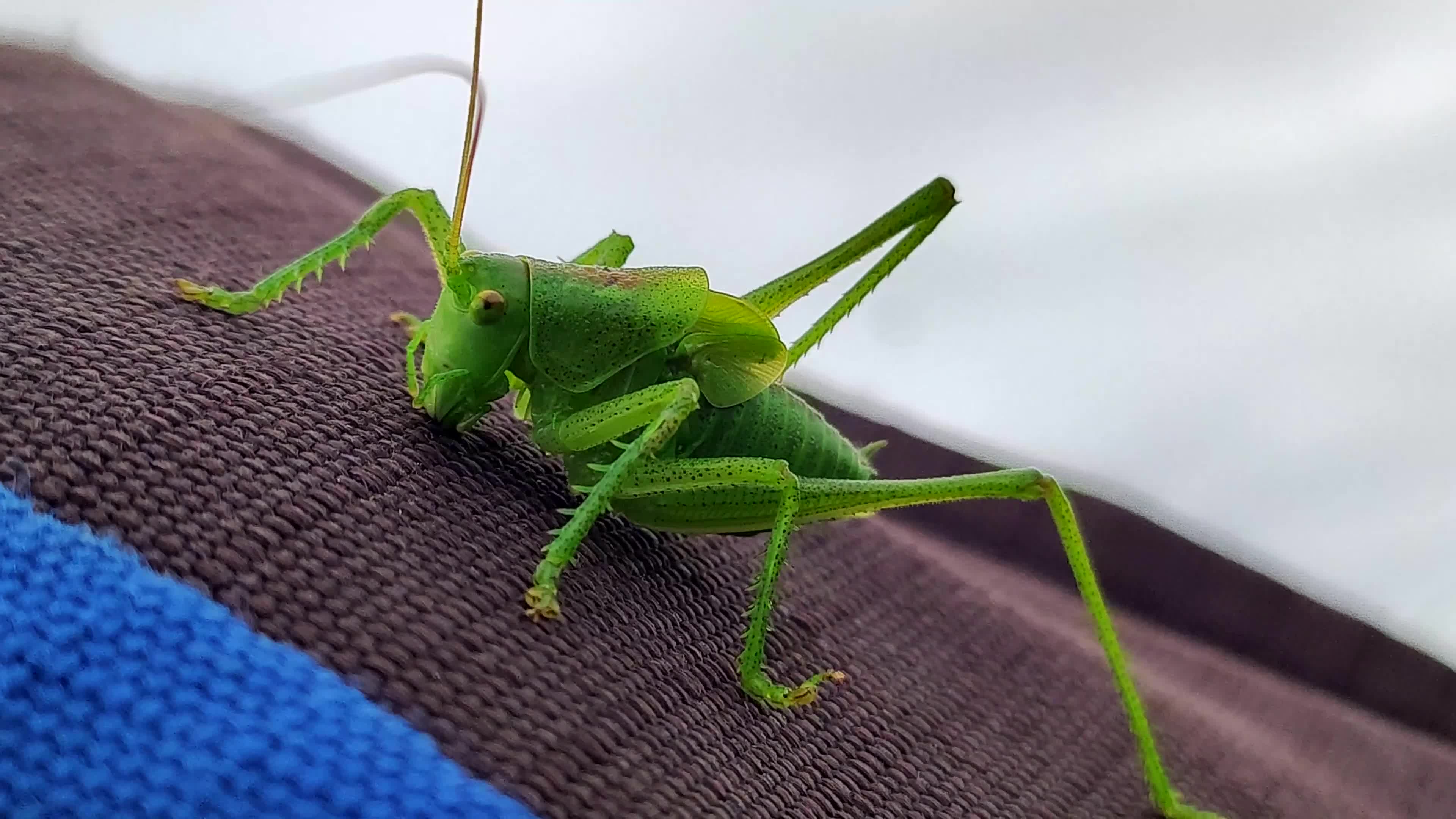 длинноногий кузнечик. Pseudophyllus titan. гигантский длинноногий кузнечик. длинноногий кузнечик. длинноногий кузнечик.