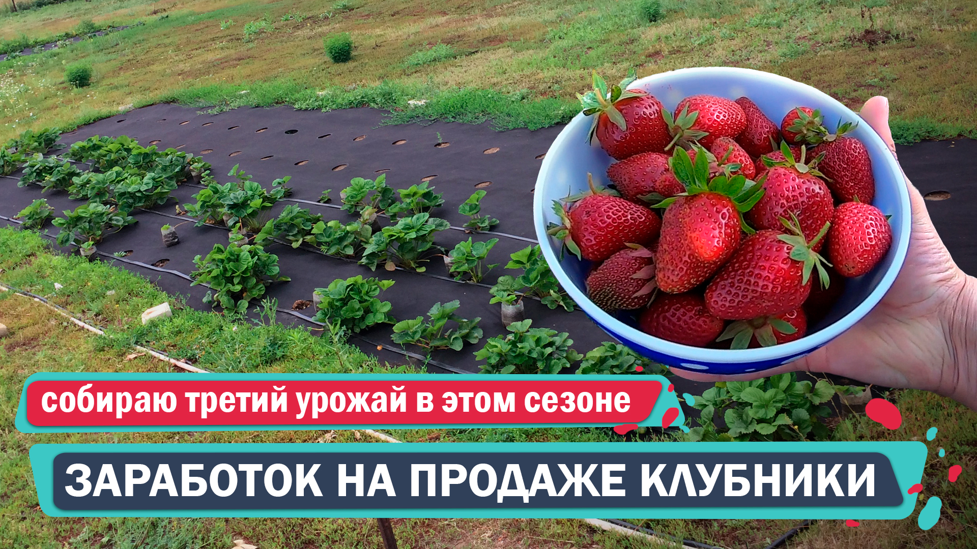 Бизнес план продажа клубники