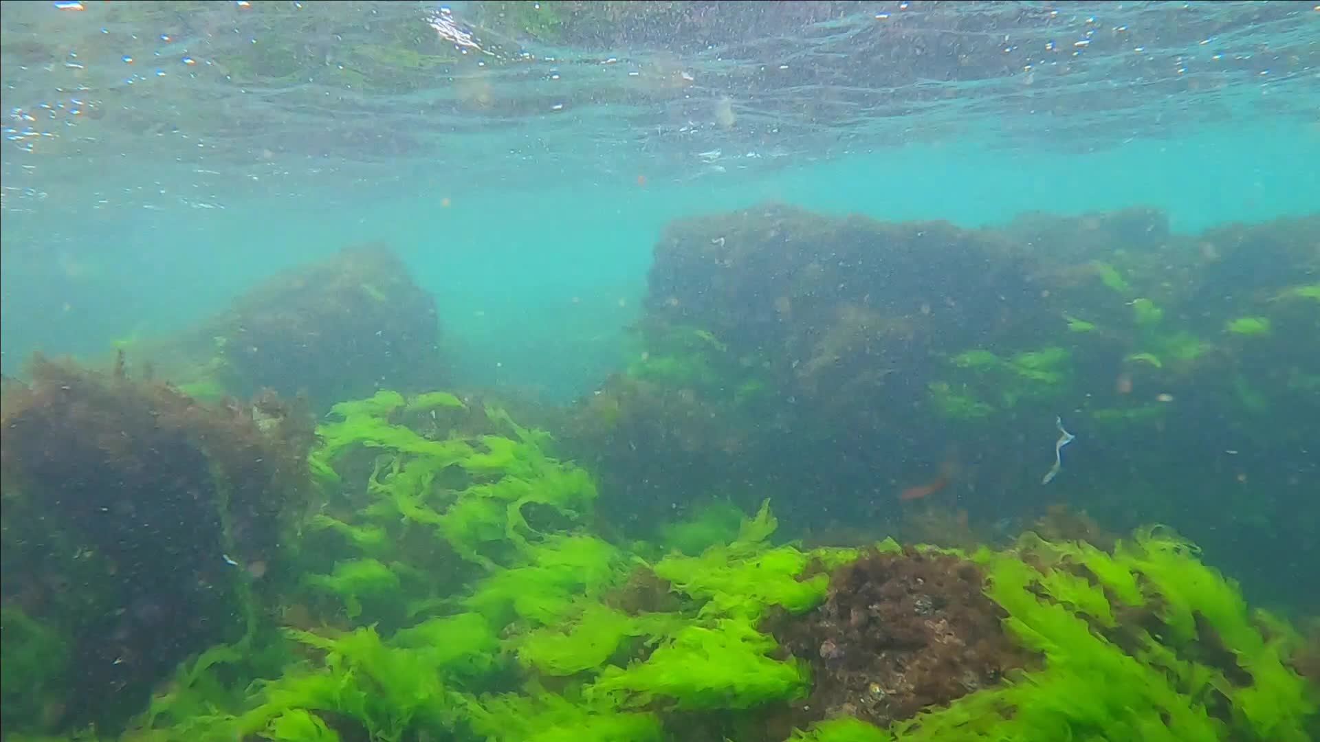 ялтинская впадина черного моря