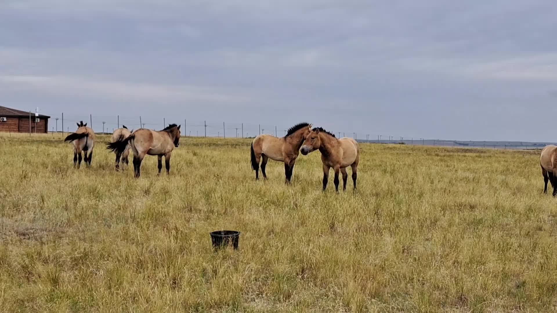 клуб дикая лошадь в иркутске