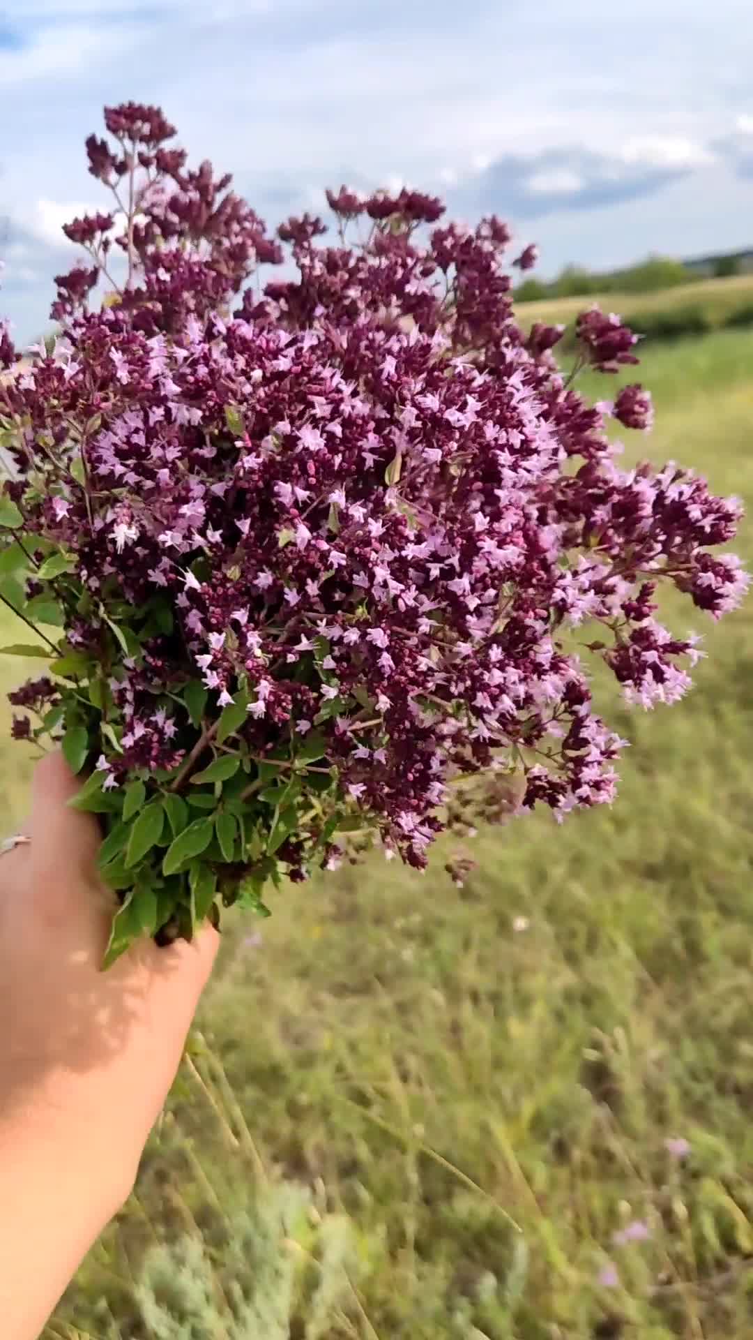 душица фото листьев крупным планом