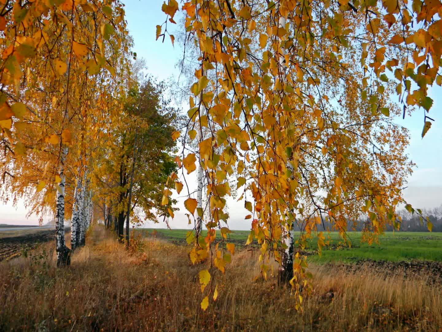 осенние березы картинки красивые