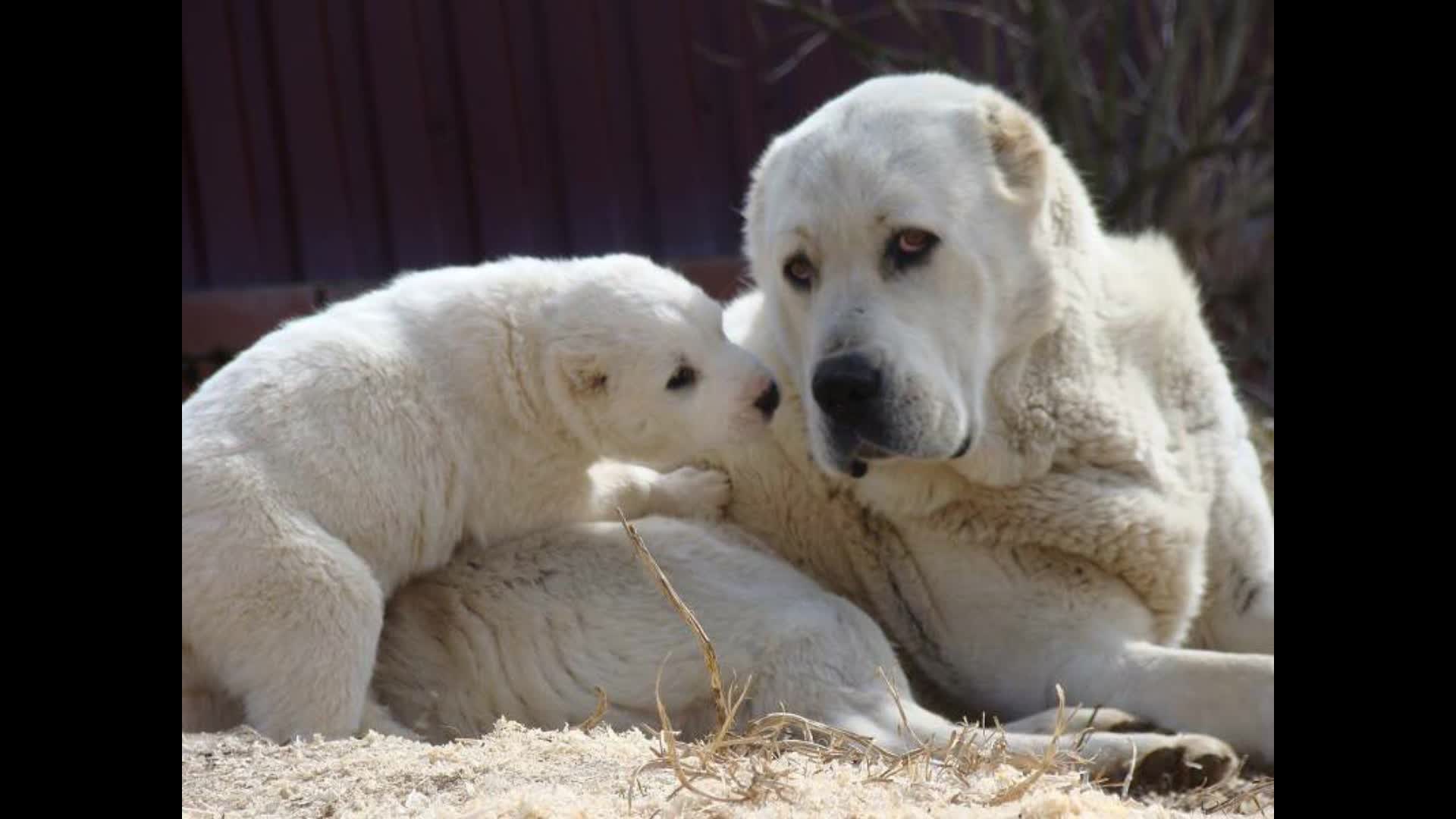 алабай в казахстане