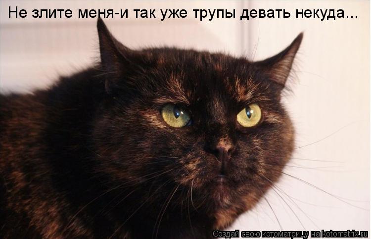 алеша молодец. испугался мем. во всём виноваты хохлы. ну хорошо посмотришь. котик сидит и ждет.