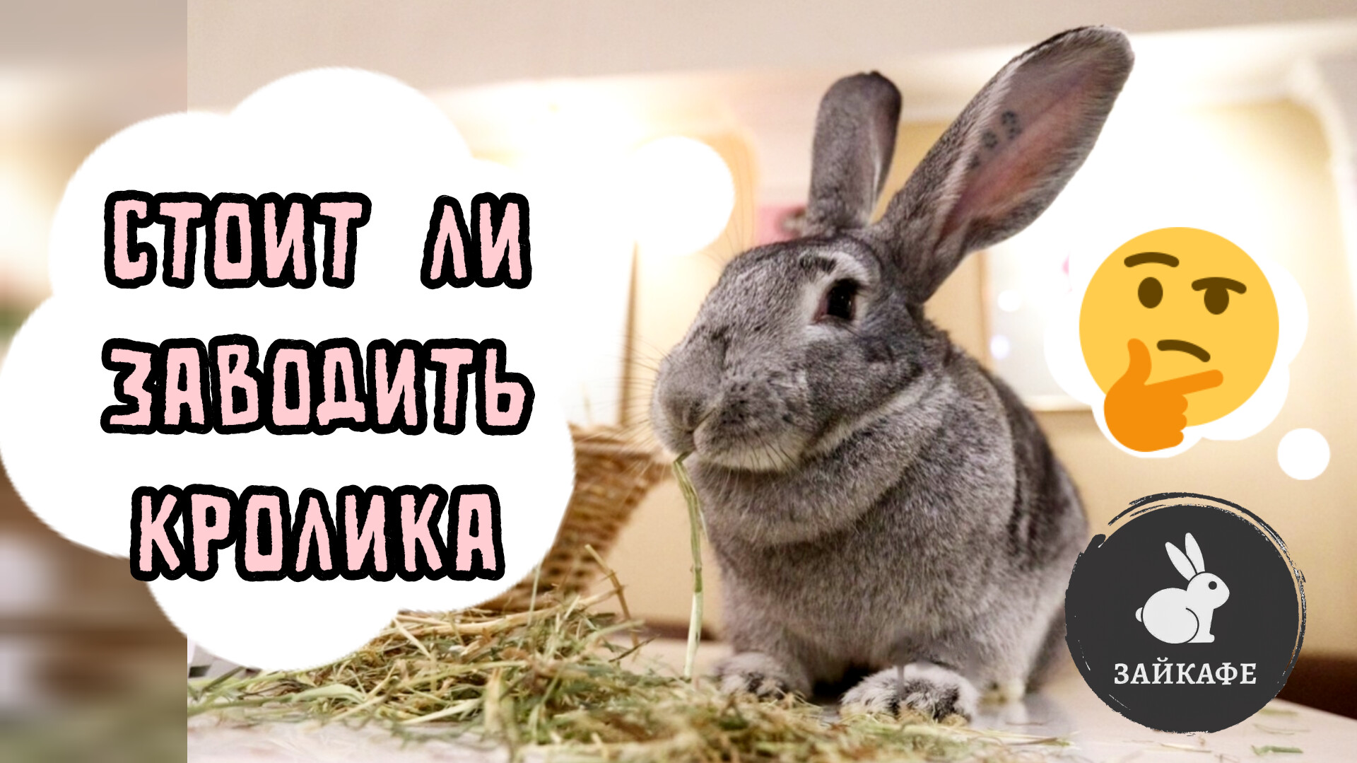 Зайкафе москва отзывы
