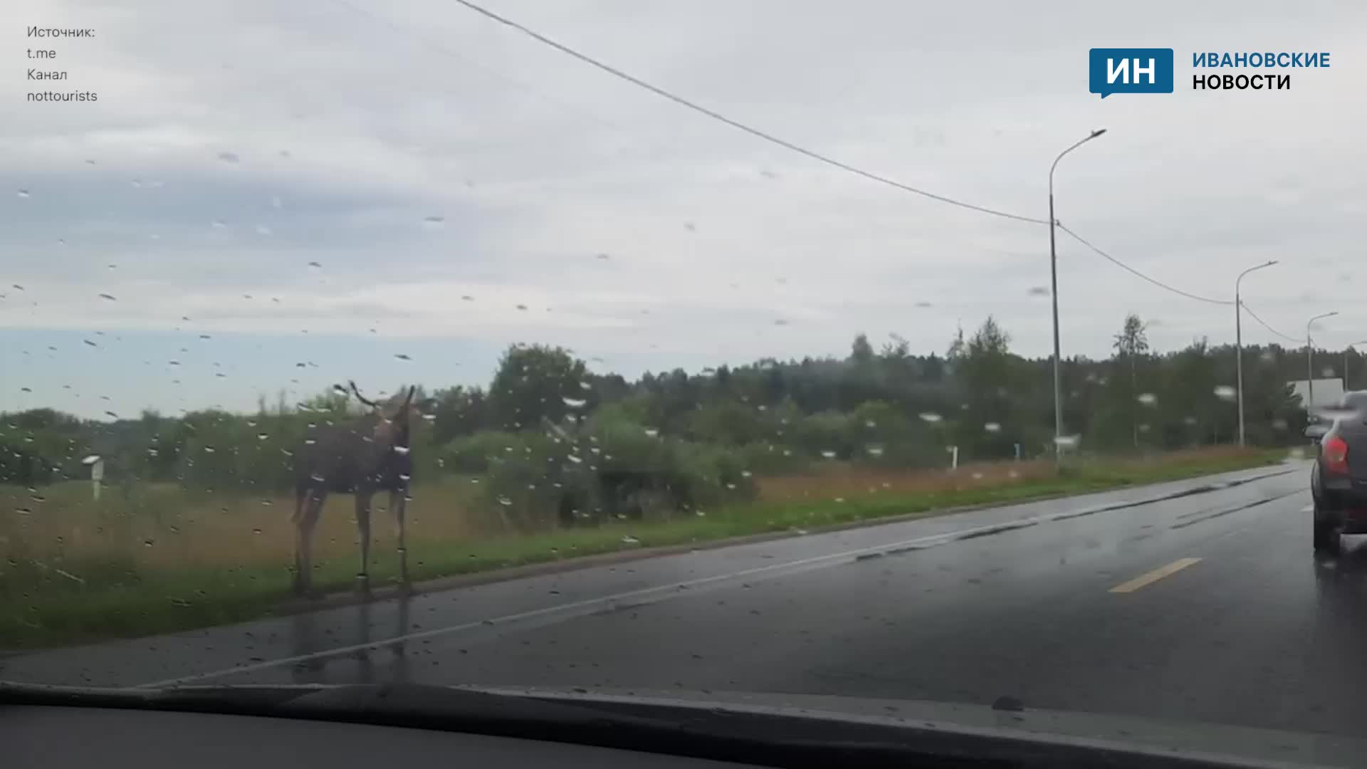 Лосенок стал настоящим другом