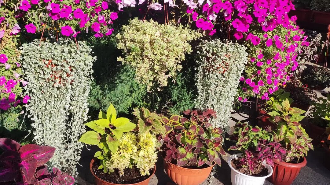 дихондра серебристый водопад. дихондра сильвер фоллс. цветок дихондра серебристый водопад. дихондра изумрудный водопад. дихондра серебристый водопад условия выращивания.