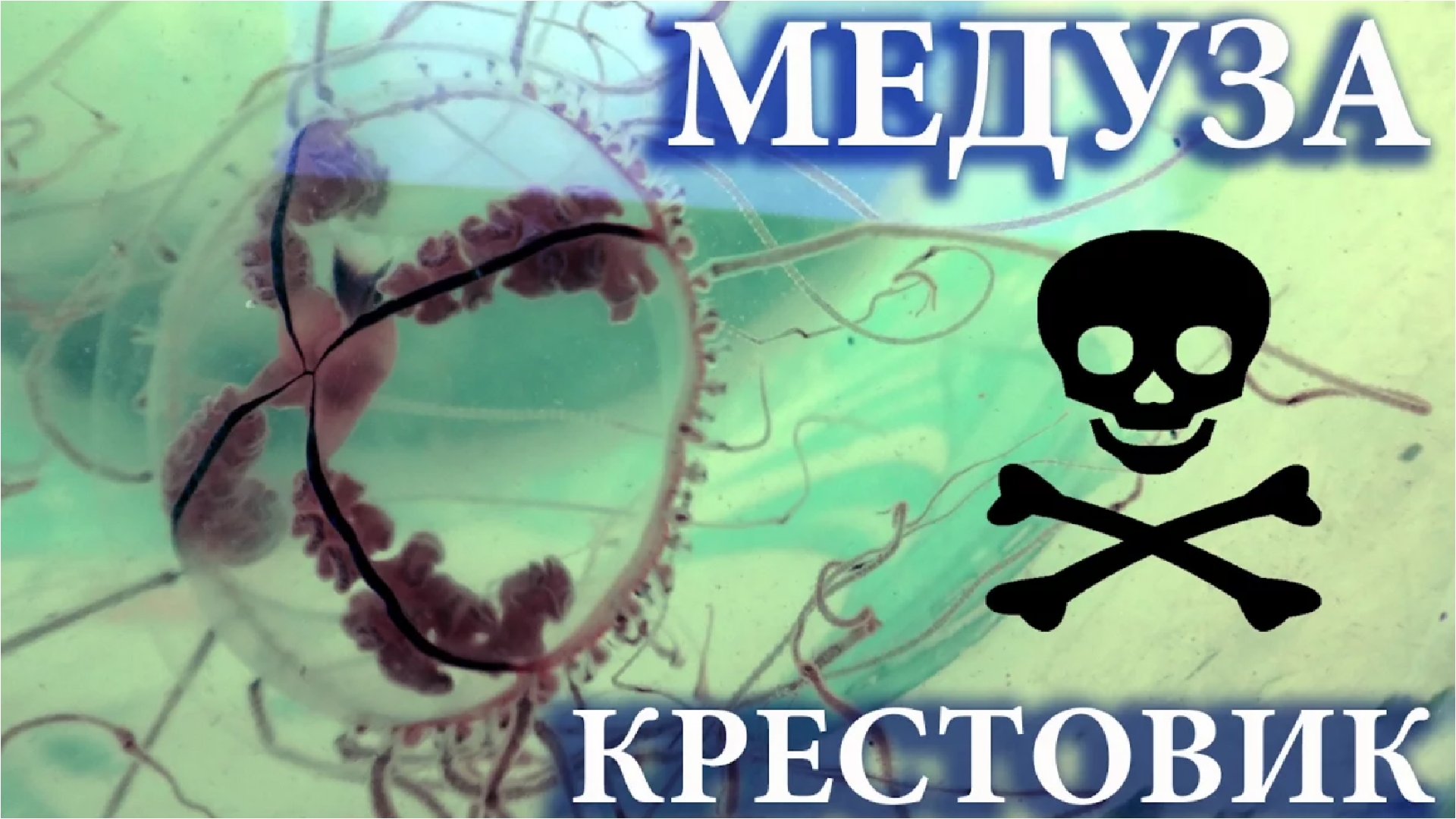 Медуза крестовик