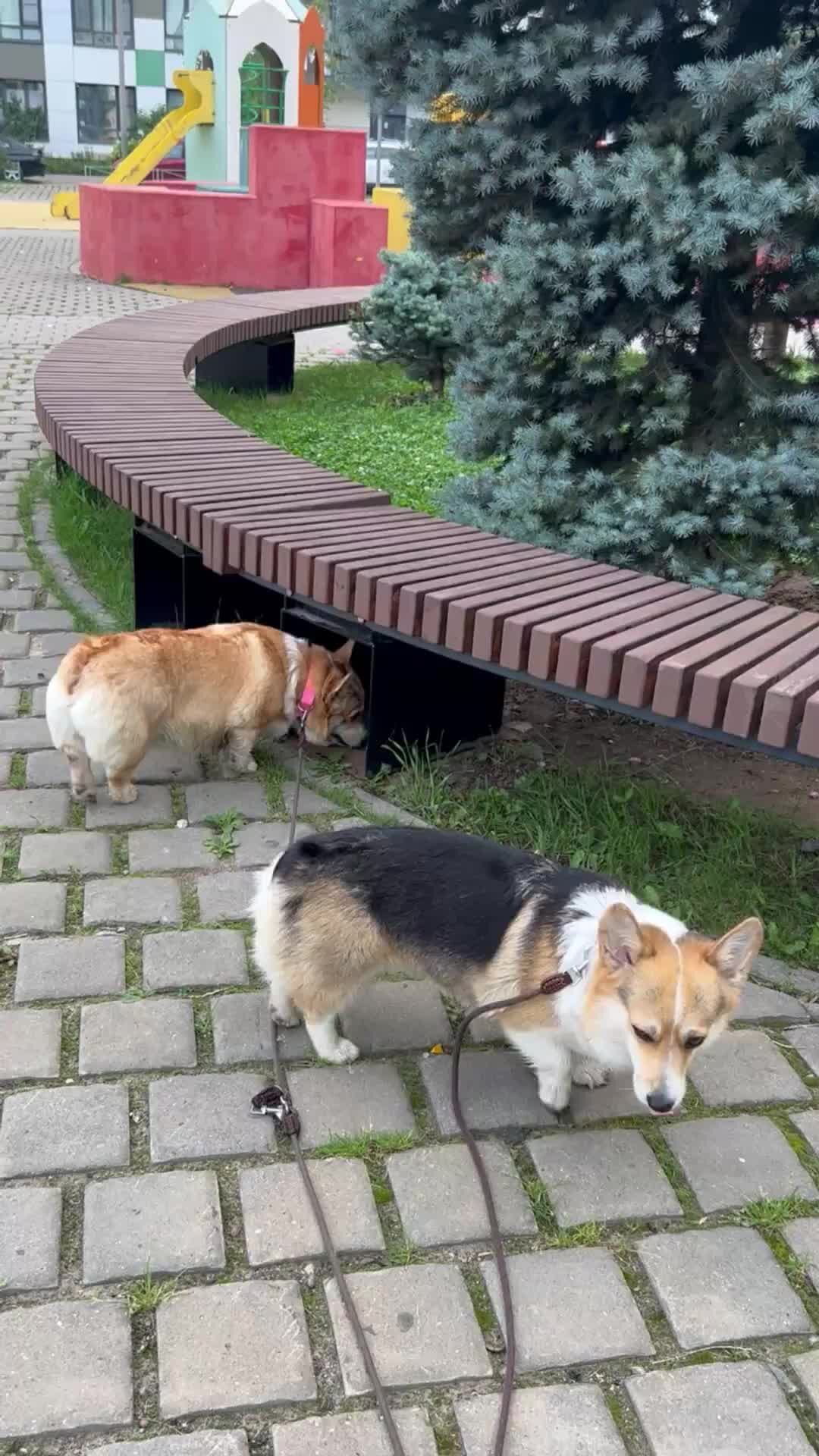 Доброе утро с корги