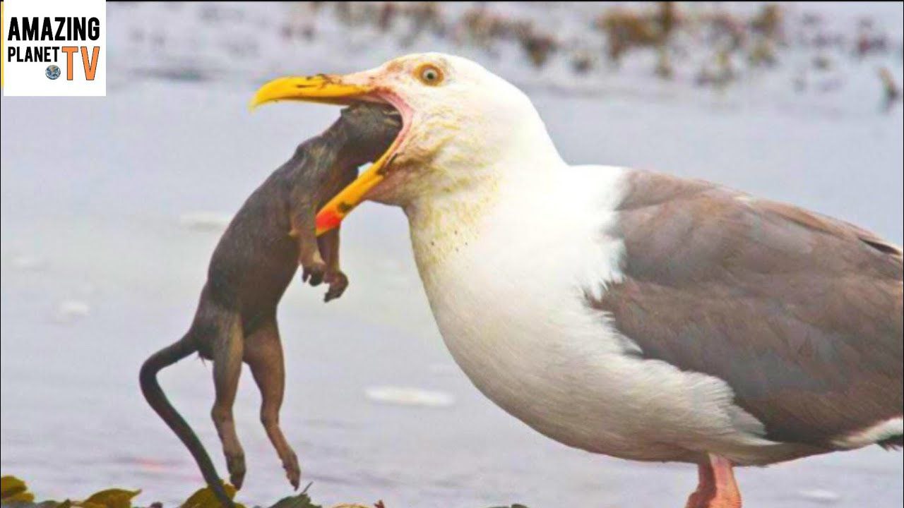 чайку под чаек. чайки атакуют. чайка жрет голубя. наглые чайки. морфологический разбор слова чайки могут съесть столько корма.