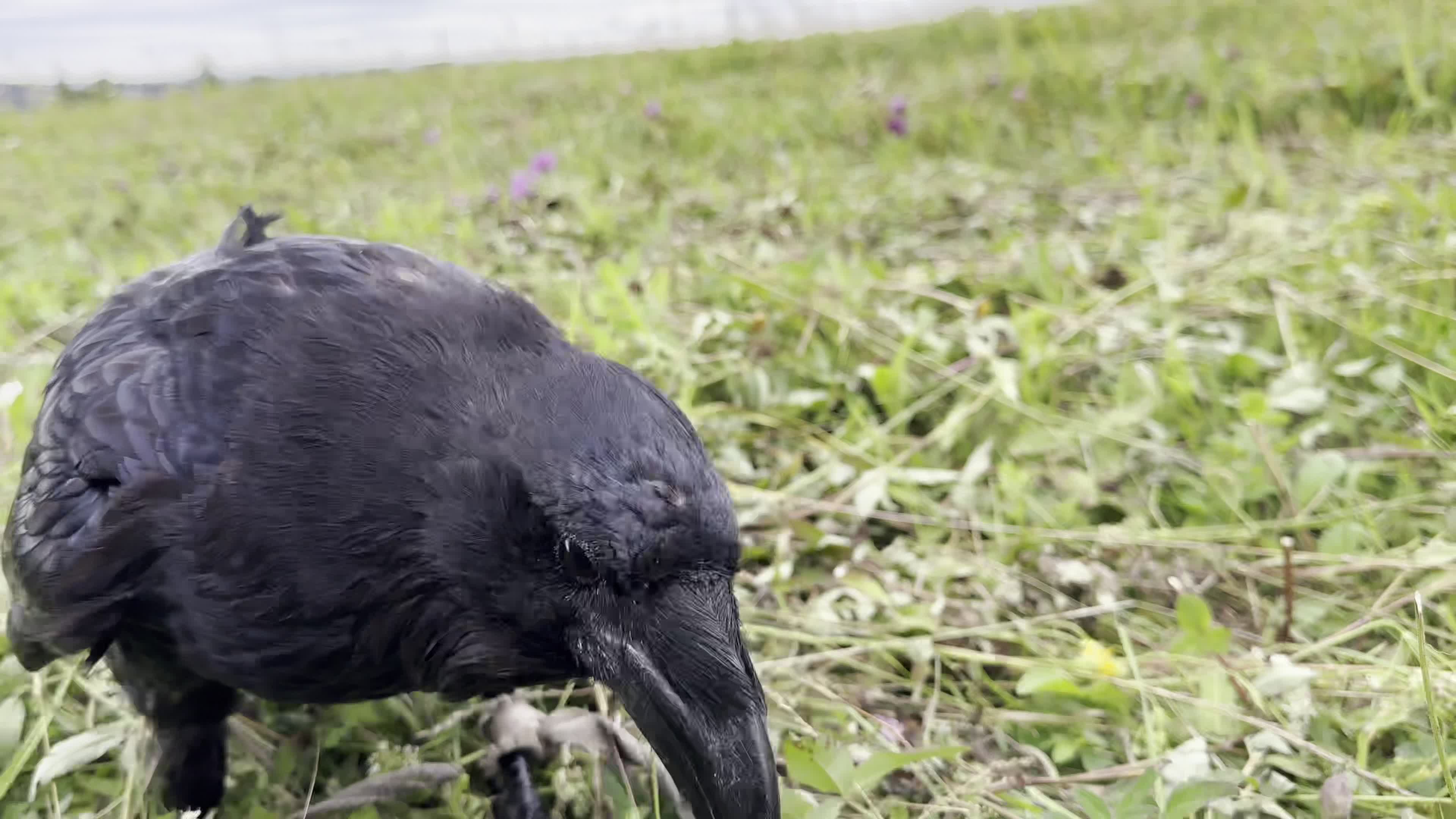 Белая ворона канал на дзене. Ворон Гоша. Ворон TV. Черный ворон для канала. Фото ворон ТВ.