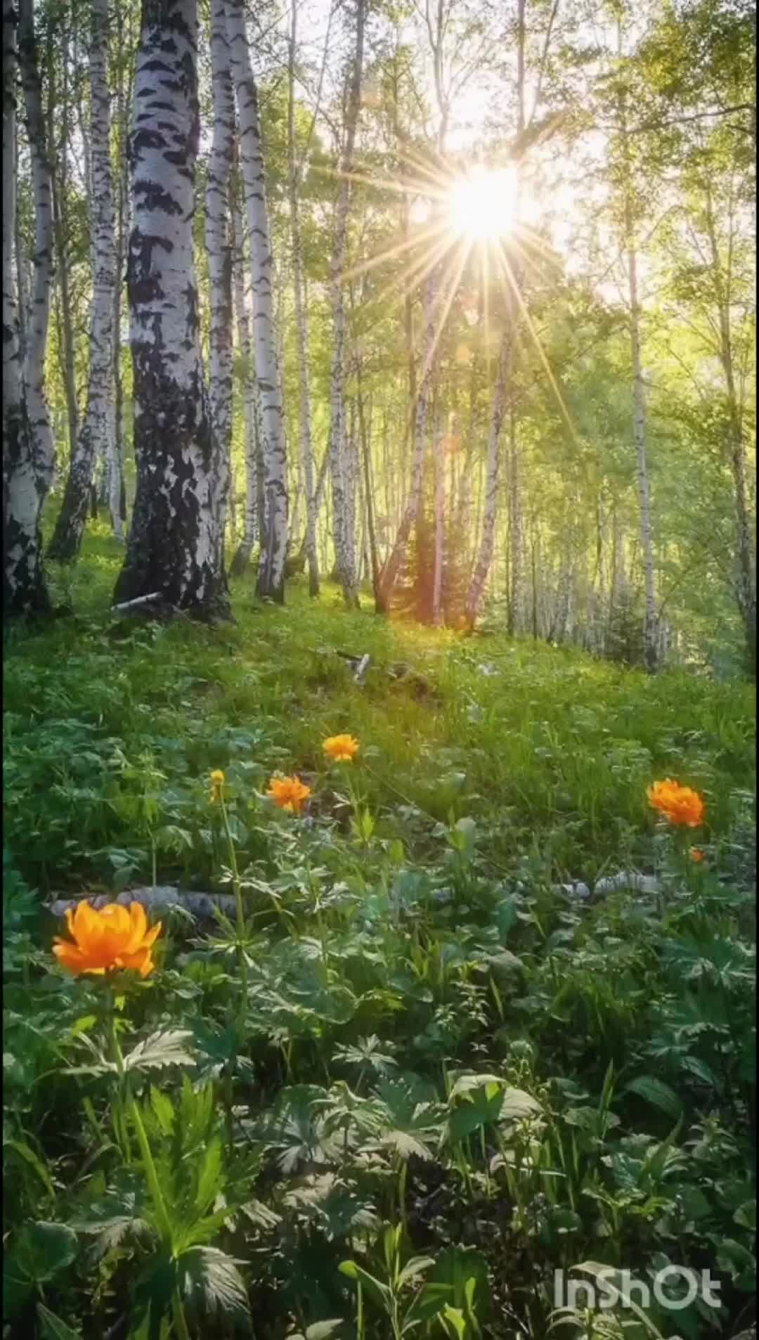 Доброе утро картинки с лесом. Летний лес. Утро в лесу. Летнее утро в лесу. Природа России.