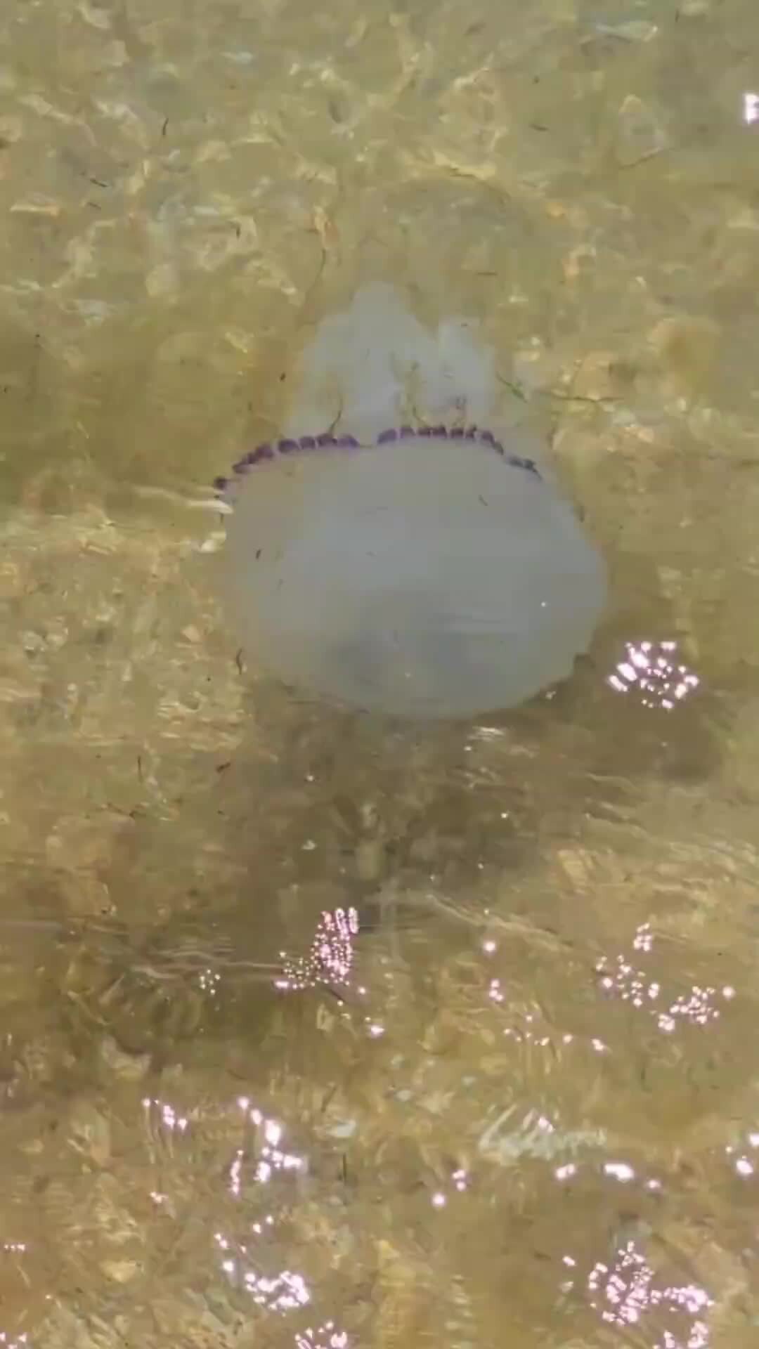 Видео медузы в анапе