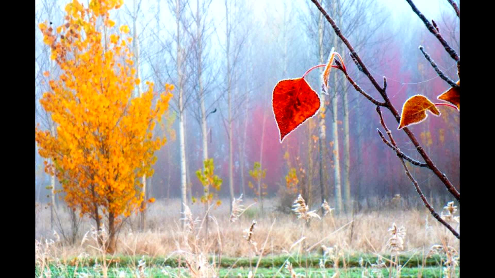 фото последний лист на дереве осенью