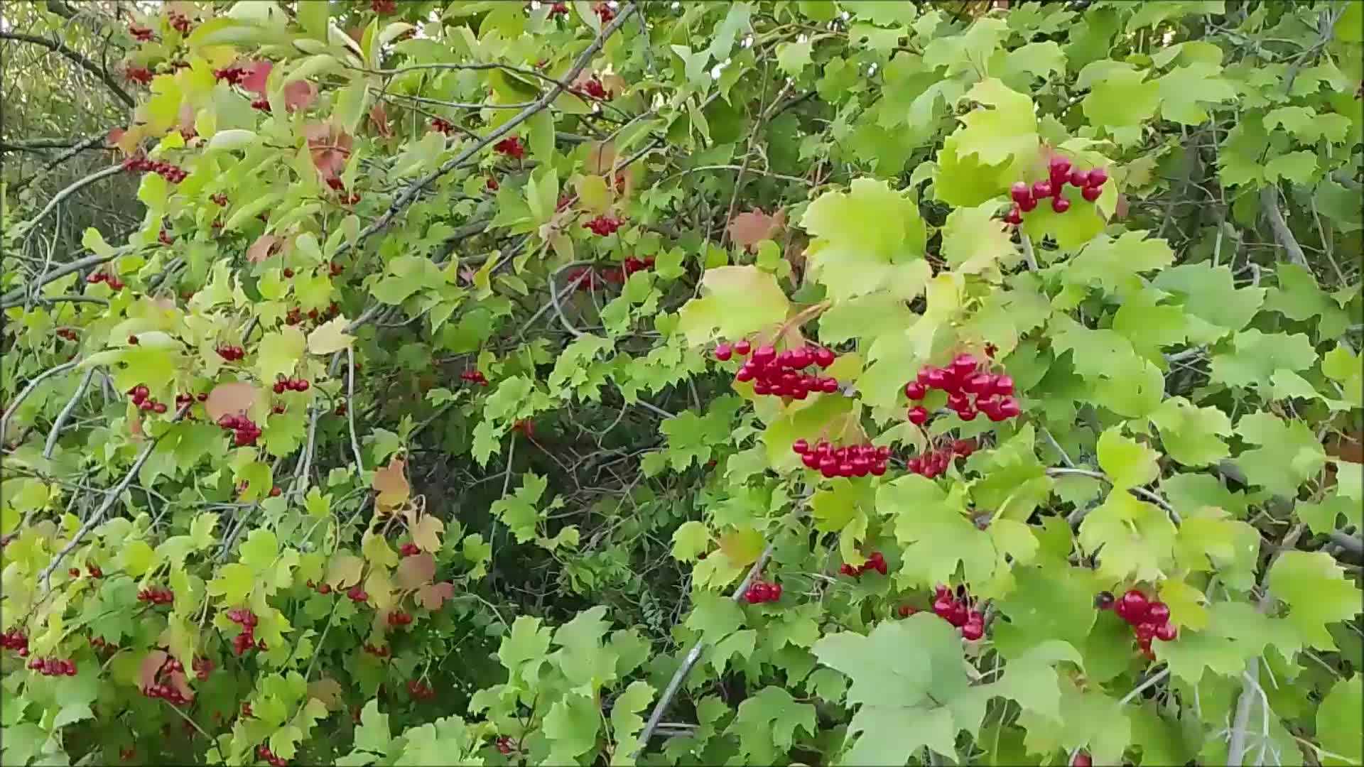 Песня калиновый куст. Калина куст. Калина куст Сухиничи. Куст калины. При дороге куст калины.