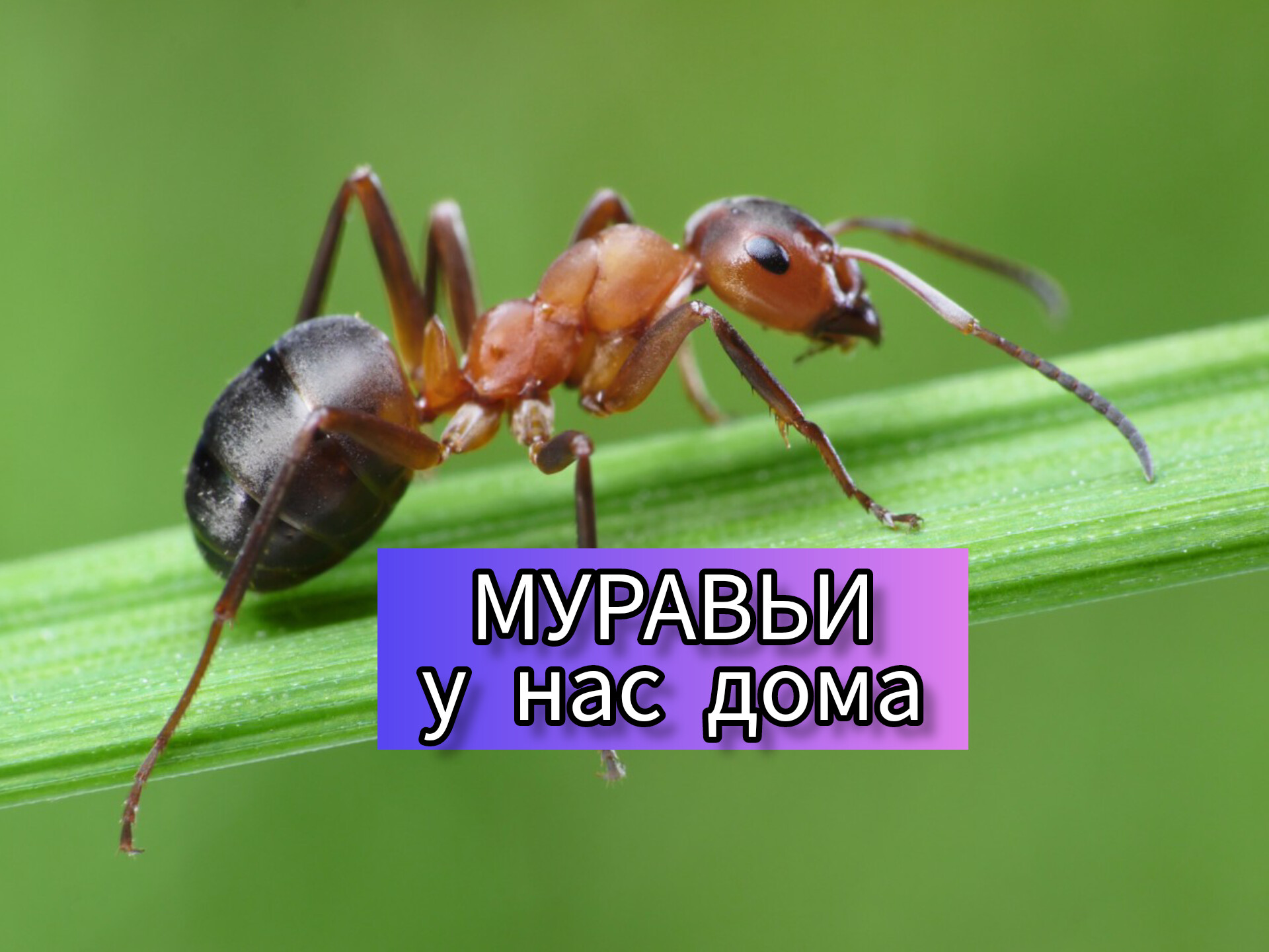 я муравей у меня кислая жопа фото 11