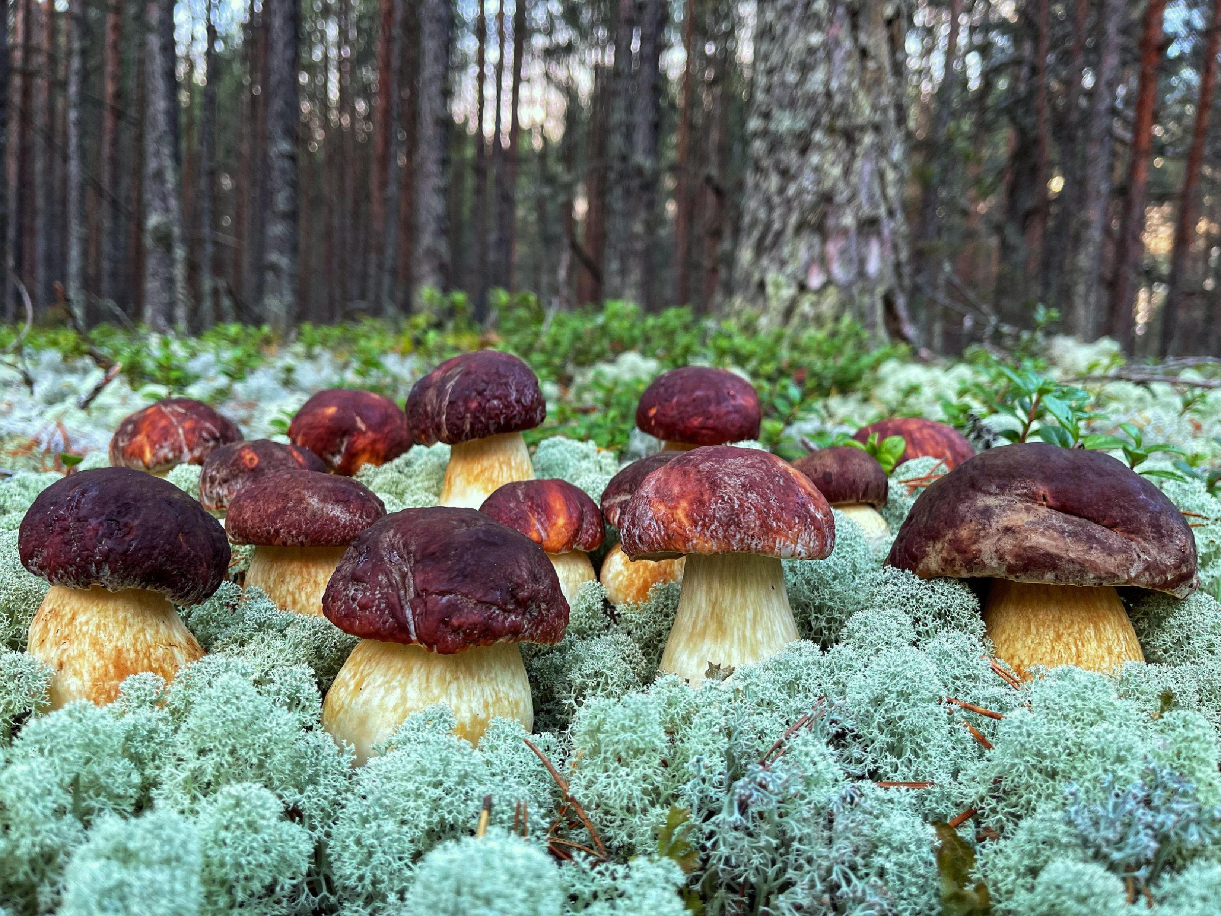 Карелия.Поляна белых грибов