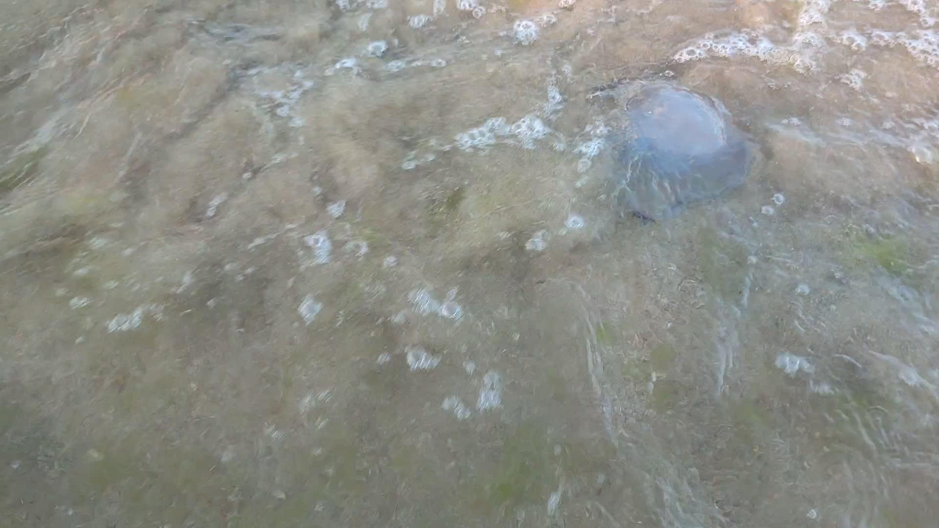 какие медузы водятся в черном море анапа