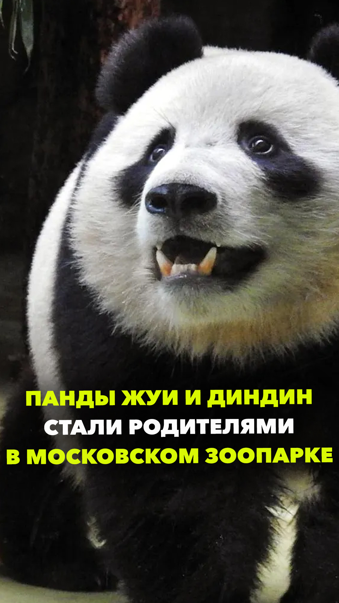 В московском зоопарке родилась панда. И тогда наверняка вдруг запляшут. И тогда наверняка. И тогда наверняка вдруг запляшут облака. Открытка улыбнись и тогда наверняка вдруг запляшут облака.