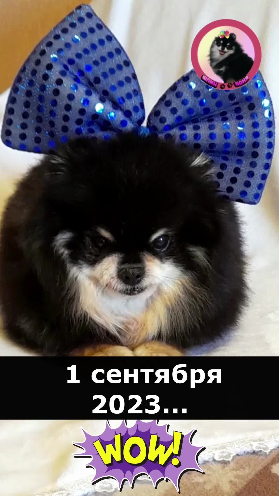 Шпиц Боня | С 1 сентября 2023 🐾 Шпиц Боня 🐶 Приколы с собаками #собака  #шпиц #животные #питомец #приколысживотными | Дзен