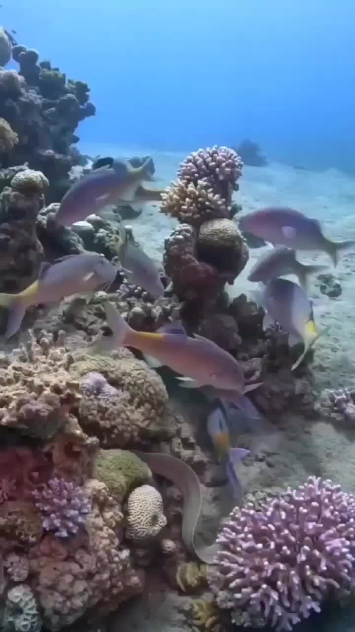 VIP Diving College RUSSIA | Погрузись в удивительный мир подводной ...