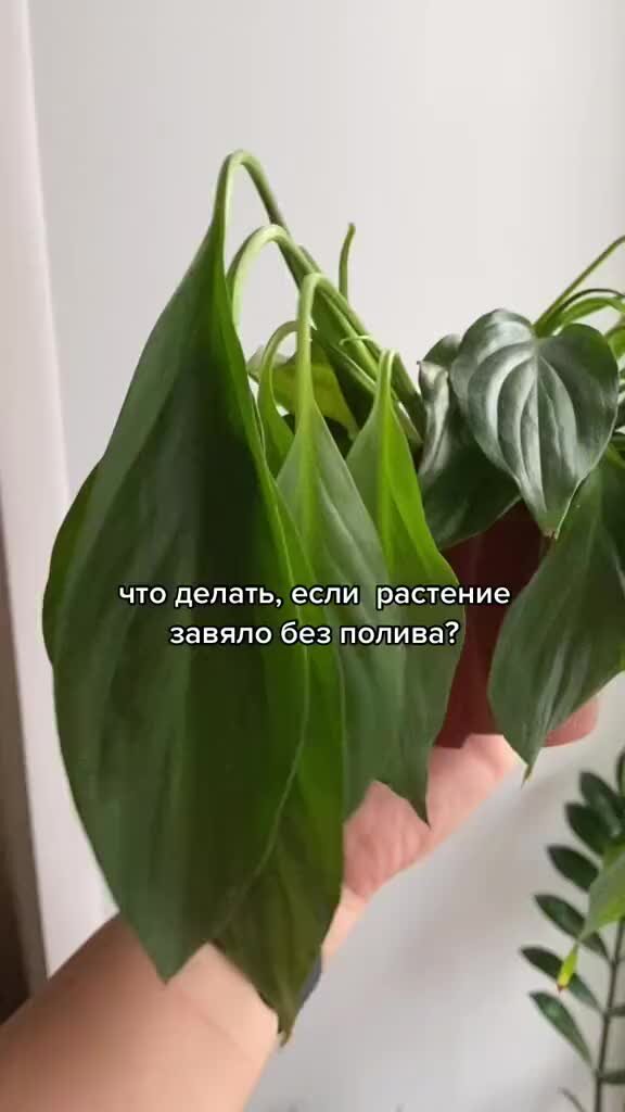 Вернуть цветы