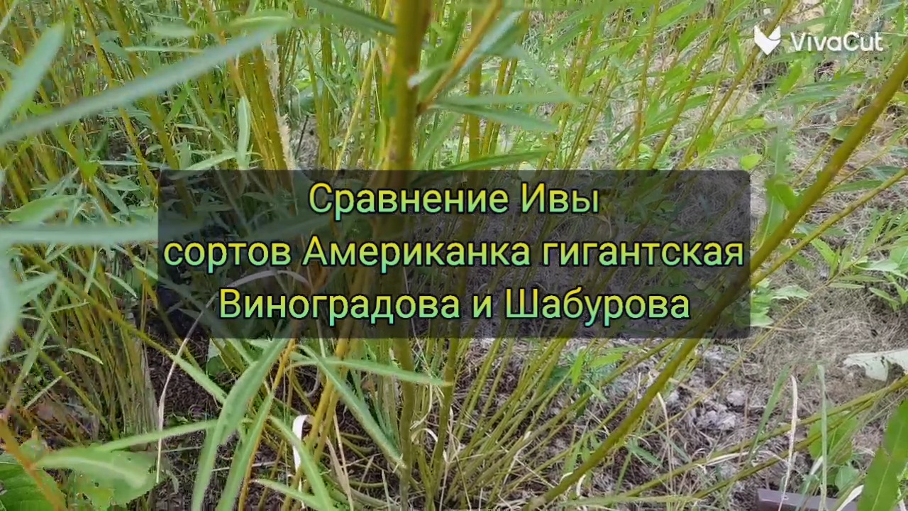 Ива американка описание. Ивы сортовой американка гигантская. Ива сорт американка. Ива американка гигантская описание. Ива сорт американка фото и описание.