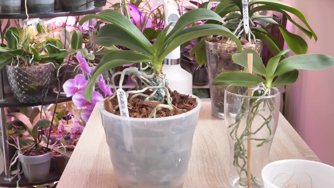 пересадка орхидеи фаленопсис.