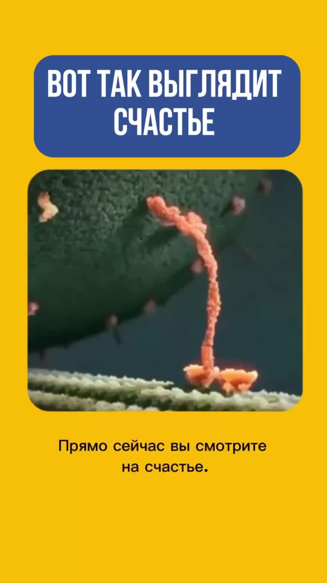 Как выглядит счастье фото Психолог Алтайская Как выглядит счастье на самом деле Дзен