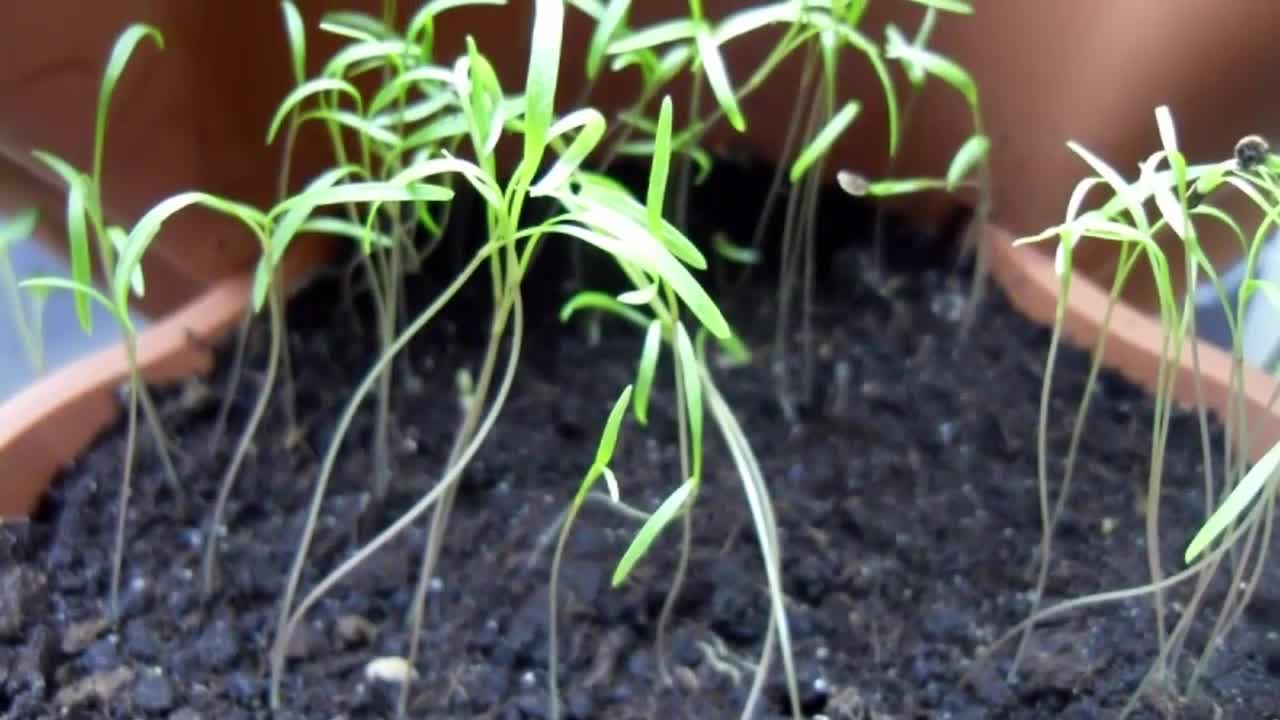 Всход семян петрушки. Прорастание семян петрушки. Проростки укропа. Прорастание семян моркови. Всходы фацелии.