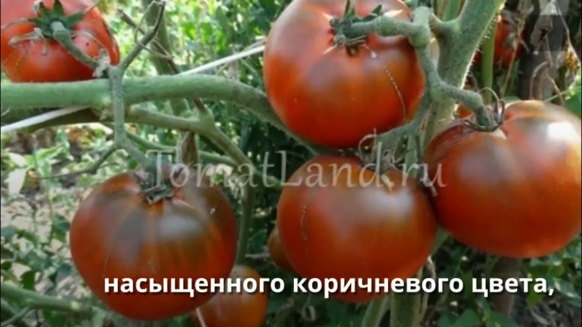 Томат жженый. Сорт серо Блэкберн томат. Томат сахар коричневый. Сорт помидор Африканский коричневый. Томат ти 169.